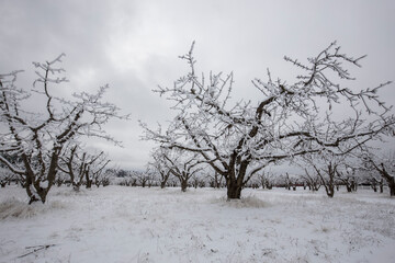 Fototapeta premium Frost covered trees in winter.