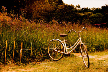 vintage bicycle on vintage outdoor park. Old bicycle and the green plants. Vintage Bicycle with flowers on summer landscape background