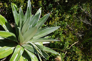 Obraz premium Large Mountain Daisy, Celmisia semicordata Celmisia verbascifolia growing amongst boxleaf and other ground cover