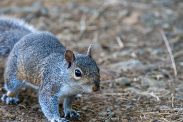 Naklejka na ściany i meble Grey Squirrel (Sciurus carolinensis) pictured on the ground