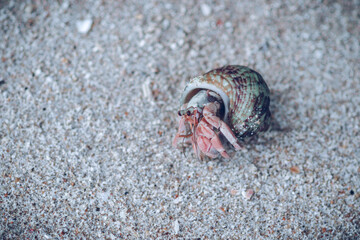 common periwinkle coming out of the shell in a beach has a broadly ovate thick and sharply pointed shell and contains whorls. fine threads and wrinkles, grey-brown color with dark spiral bands,