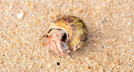 common hermit crab coming out of its shell in a beach has a broadly ovate thick and sharply pointed shell and contains whorls. fine threads and wrinkles, grey-brown color with dark spiral bands,