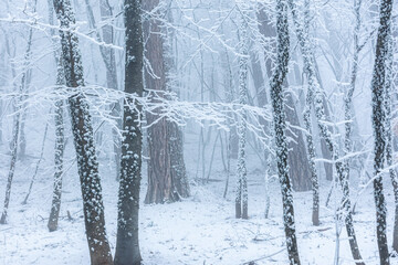 Snow-covered pine trees against the sky. Snow on spruce needles. Snow falls from above. Concept of the arrival of winter. Winter natural panoramic background. Elements of the winter forest.