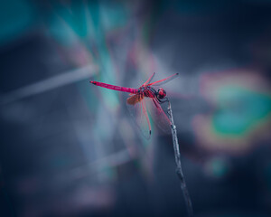 Dragonfly hang in the balance on grass stick top, dark gloomy background,