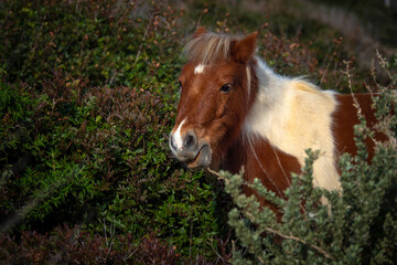 Naklejka na ściany i meble Beautiful shetland pony horse in south of France