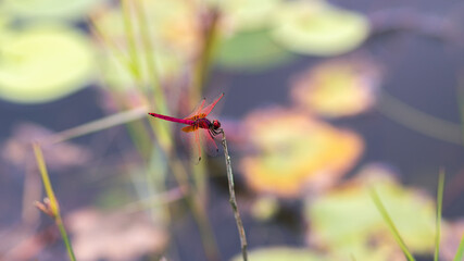 Dragonfly hang in the balance on grass stick top, dark gloomy background,