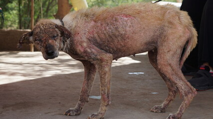a mistreated dog that was rescued in Mindelo, on the island Sao Vicente, Cabo Verde