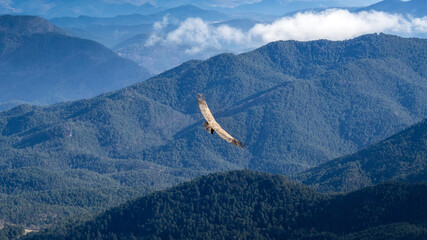 Vulture flying over alps mountains looking to hunt a prey.  Majestic bird with wide wings.