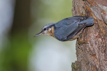 Kleiber (Sitta europaea)