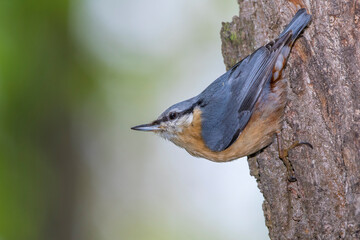 Kleiber (Sitta europaea)