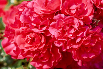 Fototapeta premium Garden Rose (Rosa hybrida) in garden