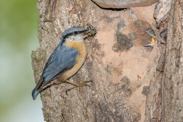 Kleiber (Sitta europaea)