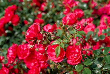 Garden Rose (Rosa hybrida) in garden