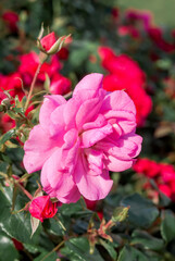 Garden Rose (Rosa hybrida) in garden