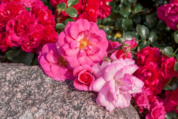 Fototapeta premium Garden Rose (Rosa hybrida) in garden