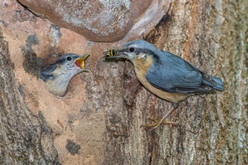 Kleiber (Sitta europaea)