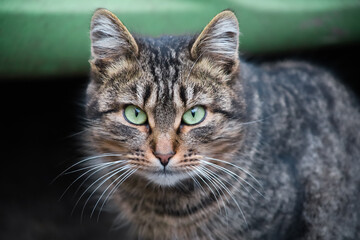 portrait of a gray domestic cat with green eyes looking into the camera