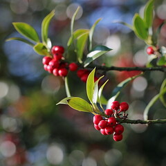 red berries on a branch