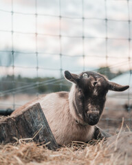 Fototapeta premium Goat