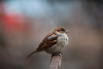 beautiful grey sparrow sitting on a fence close up