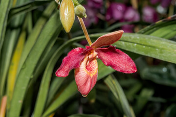 Obraz premium Phragmipedium Memoria Dick Clements (Phragmipedium sargentianum x Phragmipedium besseae) in greenhouse