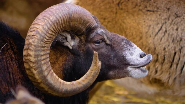 Close up of a mouflon standing around on a sunny day in autumn.	