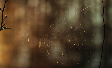 spider web with dew drops