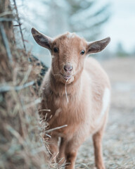 Fototapeta premium Goat