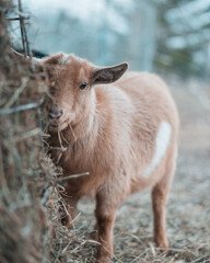 Fototapeta premium Goat