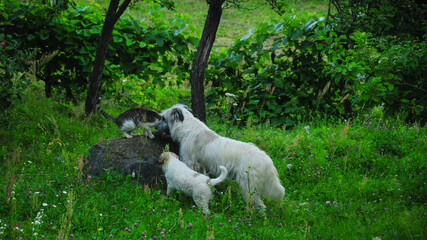 Obraz premium Mother dog and her cub play with a tomcat sitting on a stone boulder. The pets are in a rural countryside garden populated by trees and vine. Romania, Europe.
