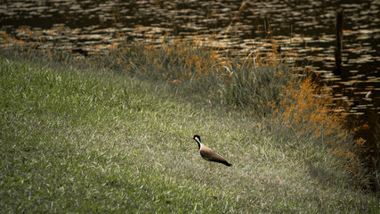Red Wattled Lapwing bird on the lakeshore walking around.