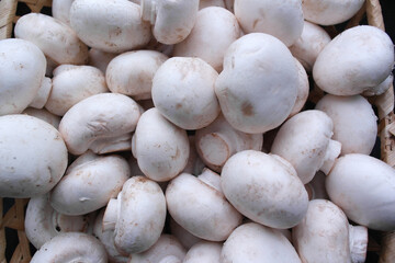 Healthy food .Porcini mushrooms close-up. Vegetarian diet.
