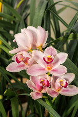 Boat Orchid (Cymbidium cv) in greenhouse