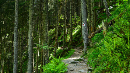 A rocky footpath along through a wild spruce forest. The mark on the tree confirms that the hiker is on the good route. Fagaras Mountains, Carpathia, Romania.  © Alexandru V