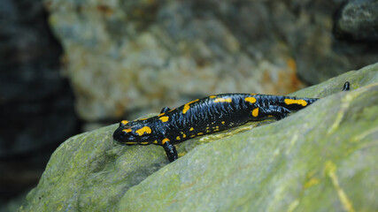A fire salamander walking on a big boulder. Carpathia, Romania.