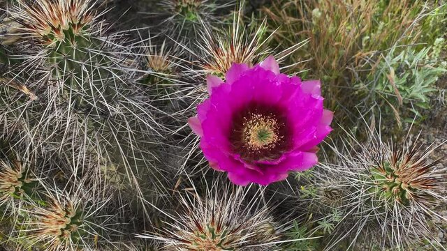 Beautiful Hedgehog purple cactus flower. Slider right to left