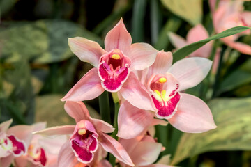 Fototapeta na wymiar Boat Orchid (Cymbidium cv) in greenhouse