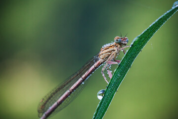 close up of a dragonfly