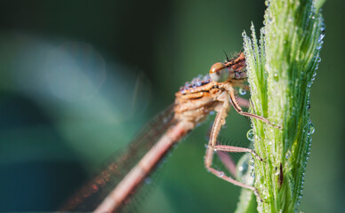 spider on a leaf © Sieku Photo