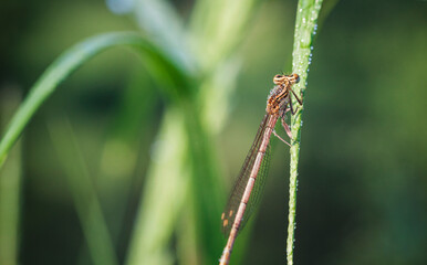 dragonfly on grass