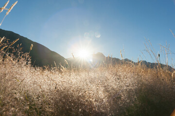 Sunrises over selective focus on golden grass