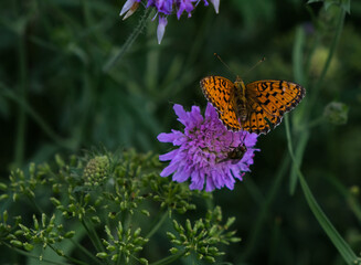 butterfly on flower