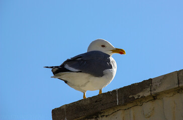 seagull on a fence