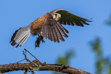 Turmfalke (Falco tinnunculus) Männchen mit Maus