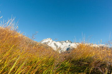Sunrises over selective focus on golden grass