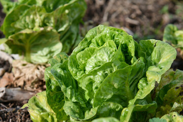 Closeup of a lettuce plant of the bud variety
