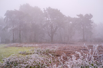 Hoar frost on Hindhead Common