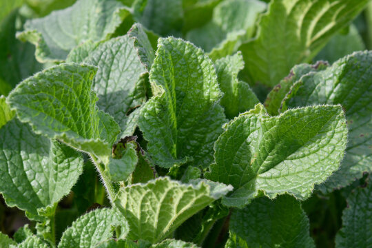 Closeup of a borage plant