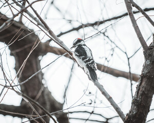 Downy Woodpecker