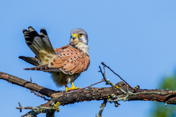 Turmfalke (Falco tinnunculus) Männchen bei der Gefiederpflege